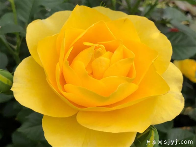 太阳来了月季Here Comes the Sun(图2)