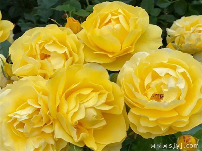 太阳来了月季Here Comes the Sun(图1)