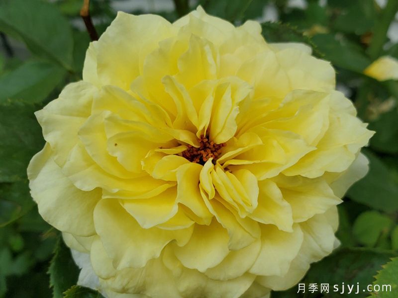 太阳火焰月季Sun Flare(图1)
