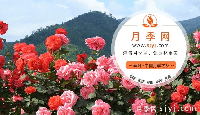 世界月季网(www.sjyj.com),月季品种大全和栽培养护专业网站(图1) 世界月季网www.sjyj.com,月季品种大全和栽培养护专业网站(图1)