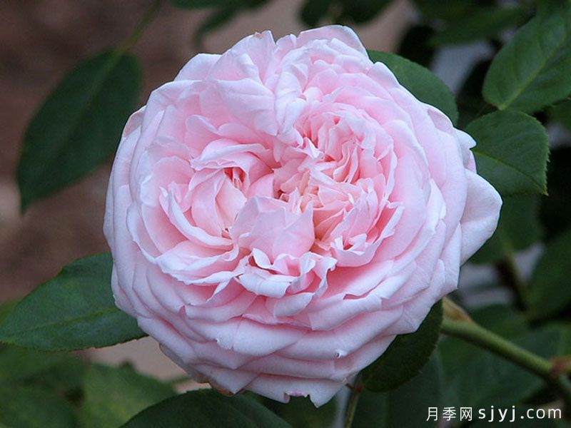 圣塞西莉亚月季/圣赛西利亚Saint Cecilia(图3)