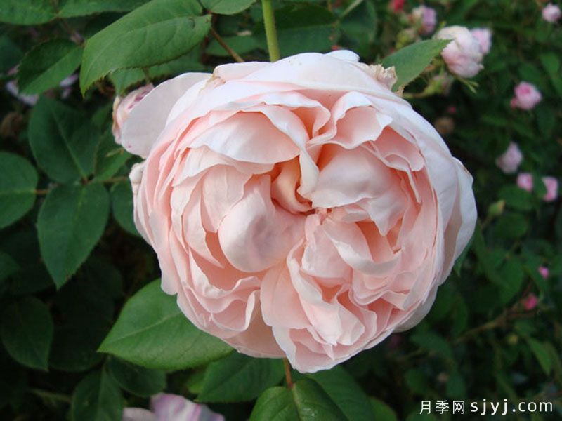 圣塞西莉亚月季/圣赛西利亚Saint Cecilia(图2)