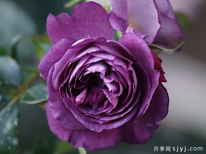 圣十字军月季/里纳尔多/圣焰骑士Rinaldo(图2)