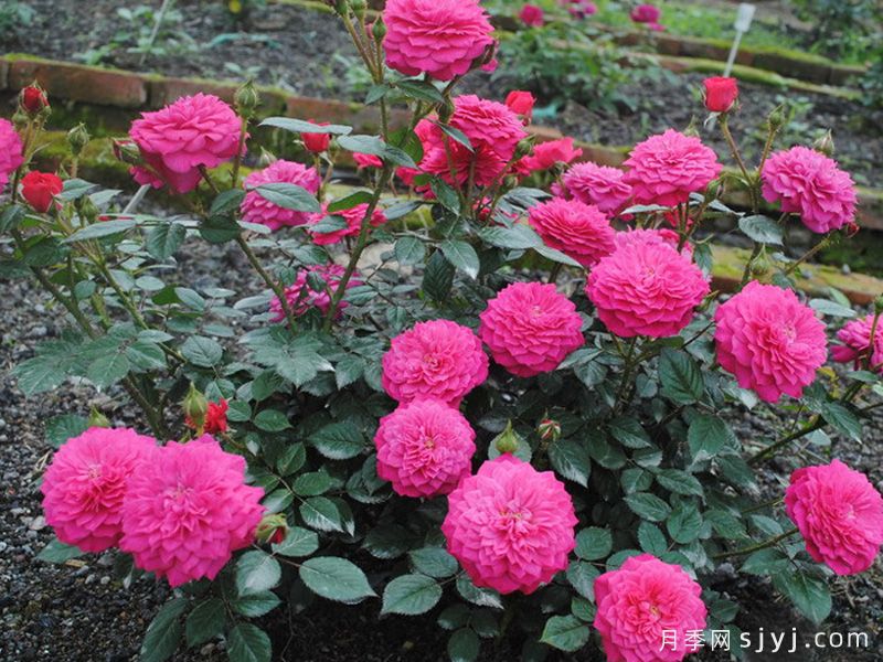 榴花秋舞月季(图2) 榴花秋舞月季(图2)