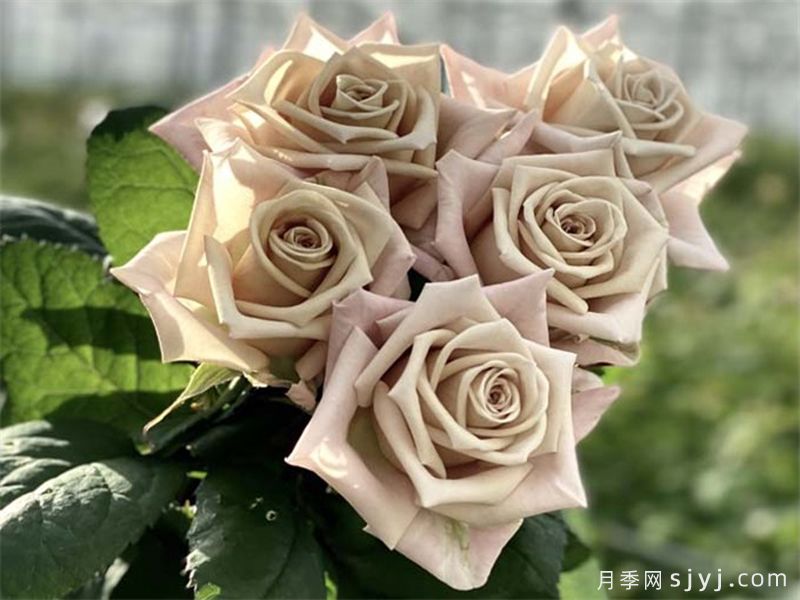 曼塔月季/蔓塔月季Menta(图2)
