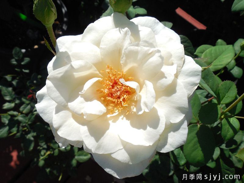 象牙时尚月季Ivory Fashion(图2)