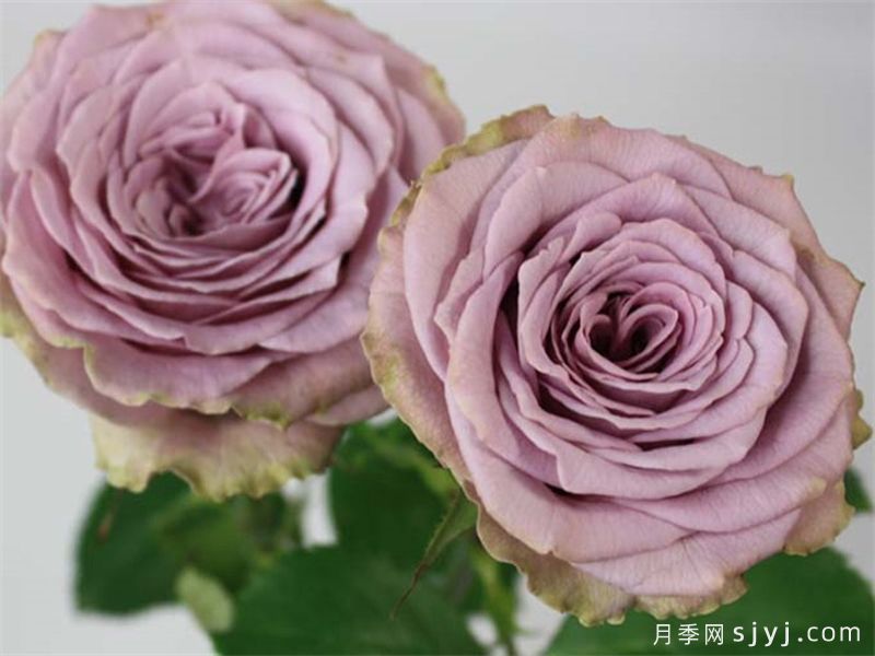 香织公主月季/考瑞公主月季Princess Kaori(图1)