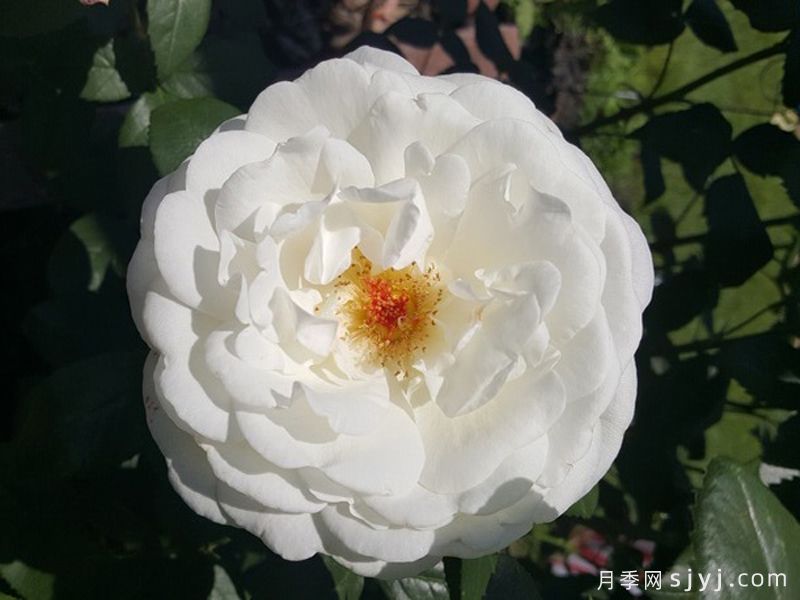 糖月亮月季/糖果月亮Sugar Moon(图1)