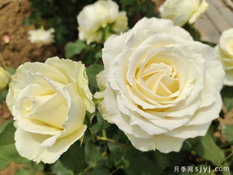 坦尼克月季Tineke(图2)