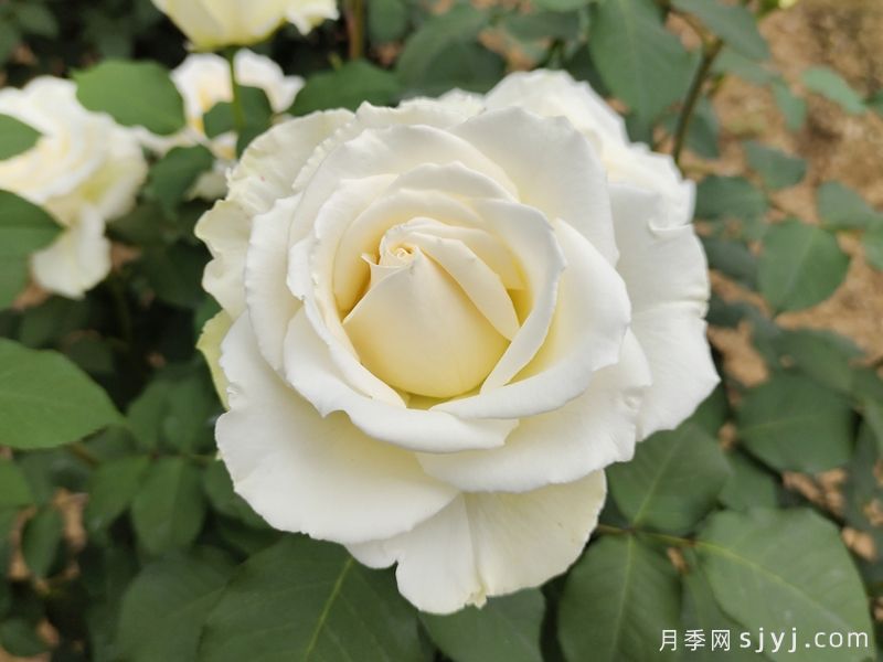 坦尼克月季Tineke(图3)