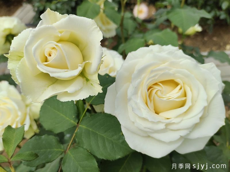 坦尼克月季Tineke(图4)