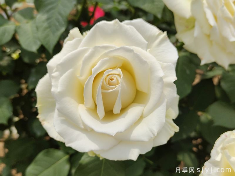 坦尼克月季Tineke(图5)