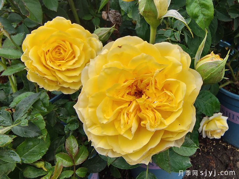 狮子座月季/狮子座阳台月季Rose Leo Terrazza(图2) 狮子座月季/狮子座阳台月季Rose Leo Terrazza(图2)