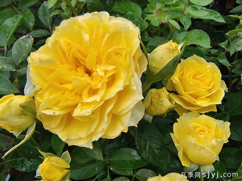 狮子座月季/狮子座阳台月季Rose Leo Terrazza(图1) 狮子座月季/狮子座阳台月季Rose Leo Terrazza(图1)