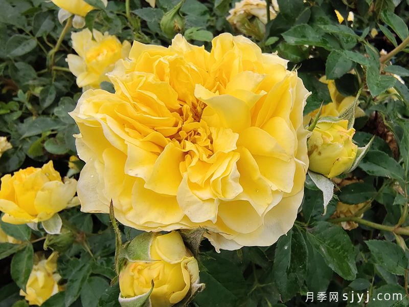 狮子座月季/狮子座阳台月季Rose Leo Terrazza(图3) 狮子座月季/狮子座阳台月季Rose Leo Terrazza(图3)