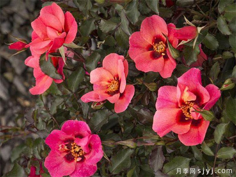 深红色甜蜜斑点月季Sweet Spot Ruby(图2)