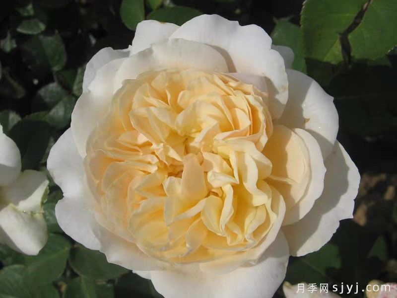 奶油迷迭香月季/浪漫奶油月季Romantic Cream(图2)