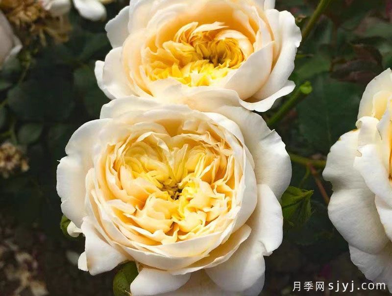 奶油迷迭香月季/浪漫奶油月季Romantic Cream(图3)