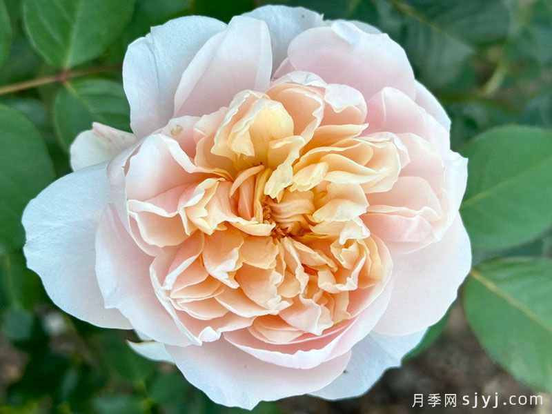 奶油迷迭香月季/浪漫奶油月季Romantic Cream(图4)