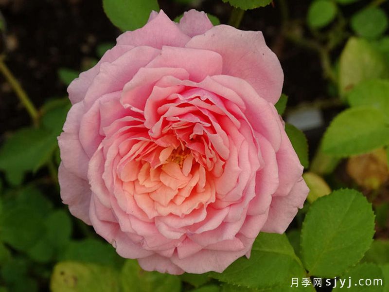 娜芙蒂蒂王后月季Queen Nefertiti(图1)