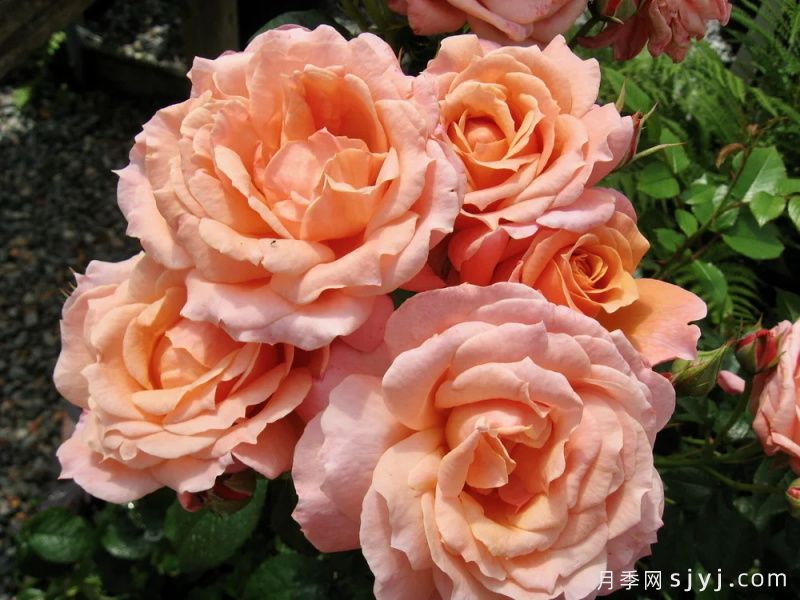 洛蕾塔林范利尔月季Loretta Lynn Van Lear(图3) 洛蕾塔林范利尔月季Loretta Lynn Van Lear(图3)