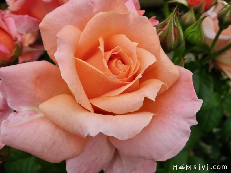 洛蕾塔林范利尔月季Loretta Lynn Van Lear(图2) 洛蕾塔林范利尔月季Loretta Lynn Van Lear(图2)