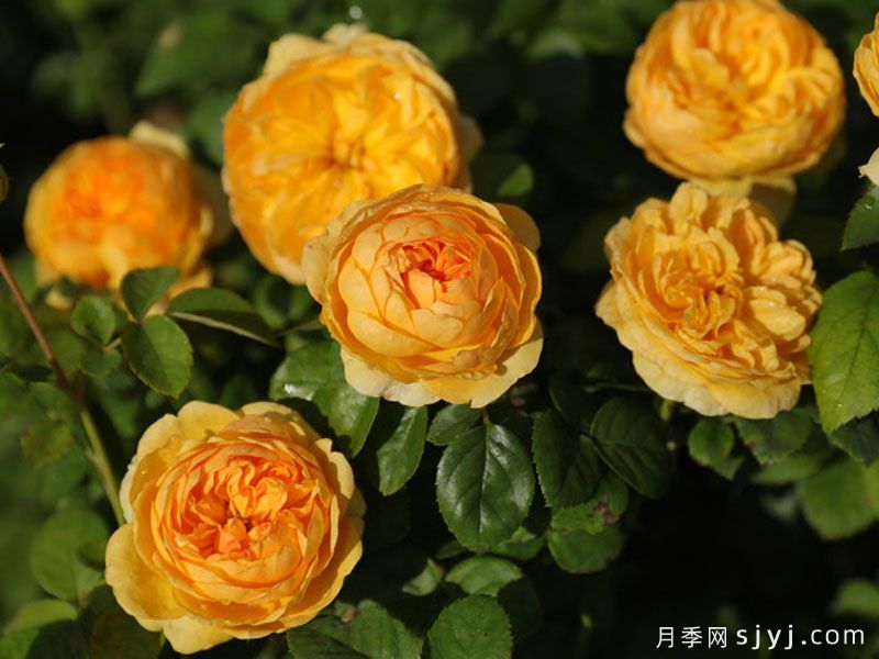 珠玑月季(图3)