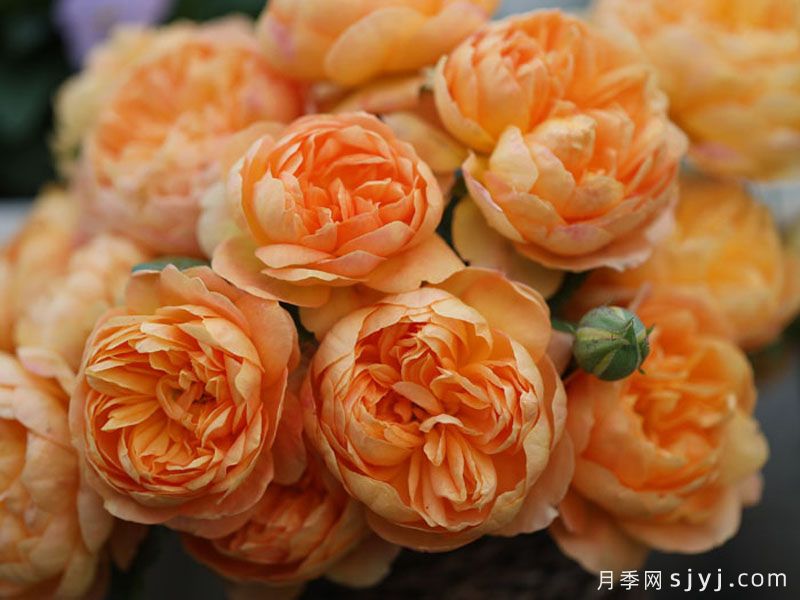 珠玑月季(图2)