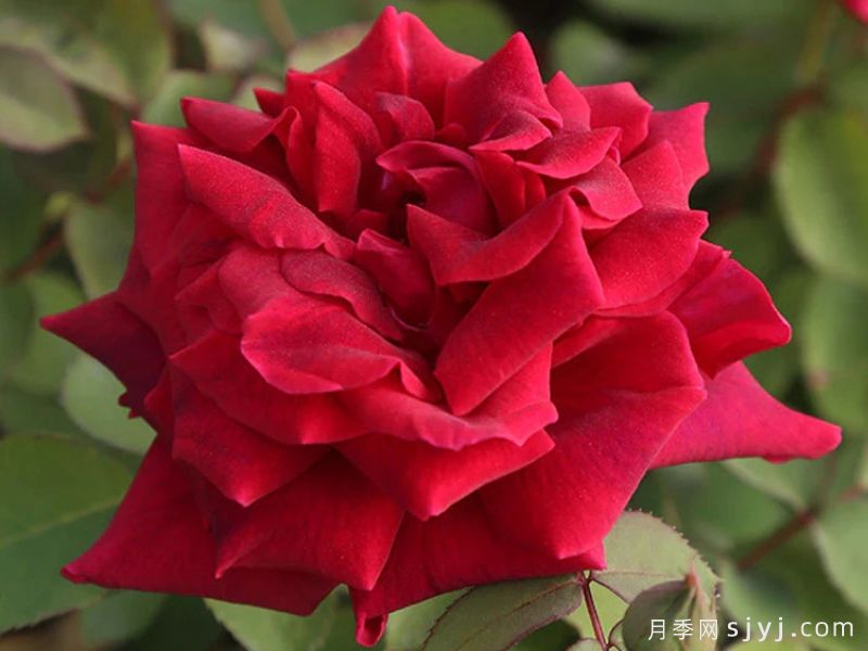 朱墨双辉月季/墨红月季Crimson Glory(图1)