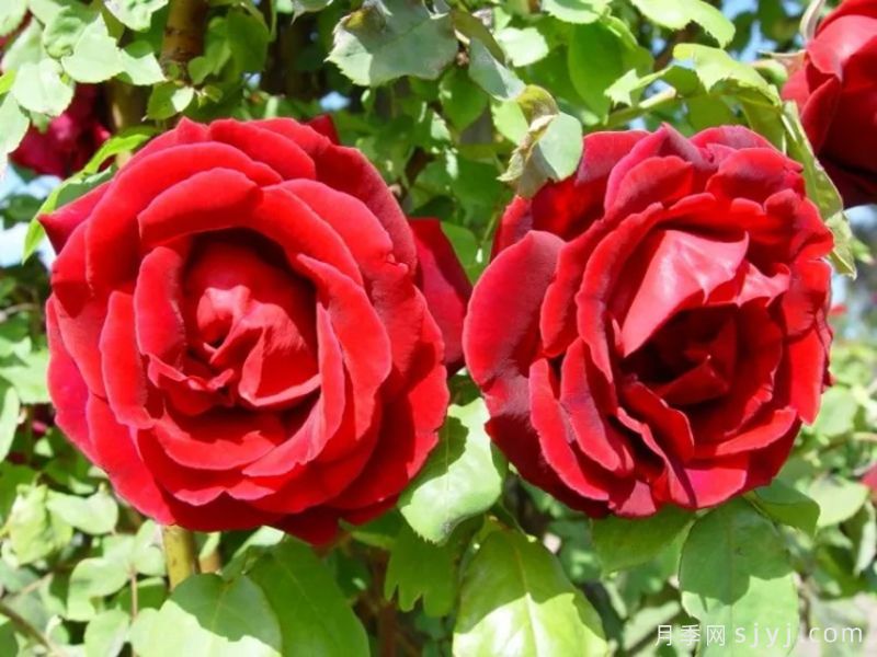 朱墨双辉月季/墨红月季Crimson Glory(图4)
