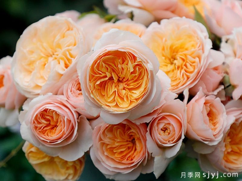 朱丽叶月季/切花朱丽叶Juliet(图6)