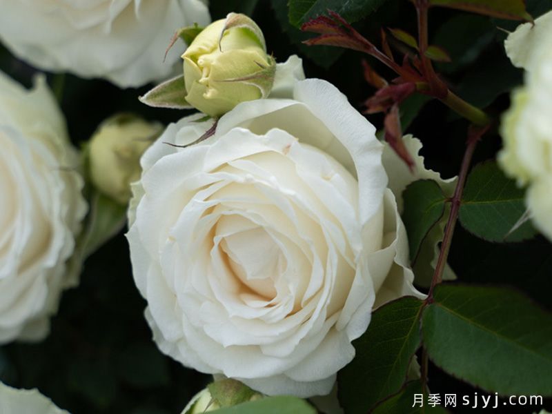 云梦月季(图1)