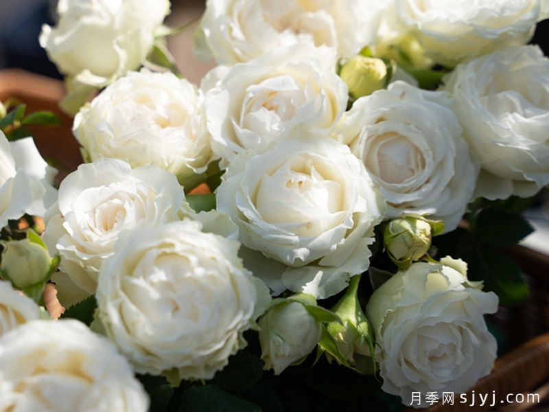 云梦月季(图3)
