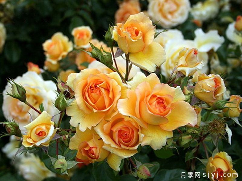 尤里卡月季(科德斯)Eureka(图3)