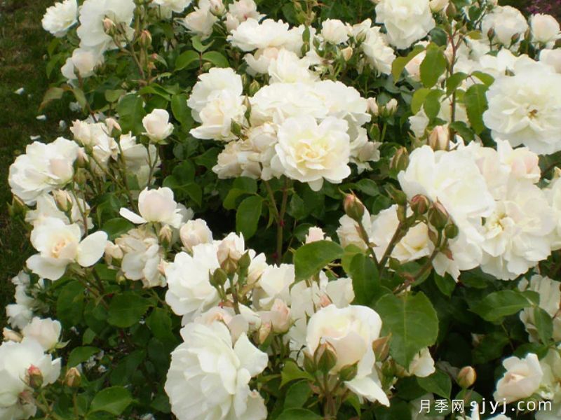 香槟愿望月季/许愿/香槟祝愿Champagne Wishes(图3)