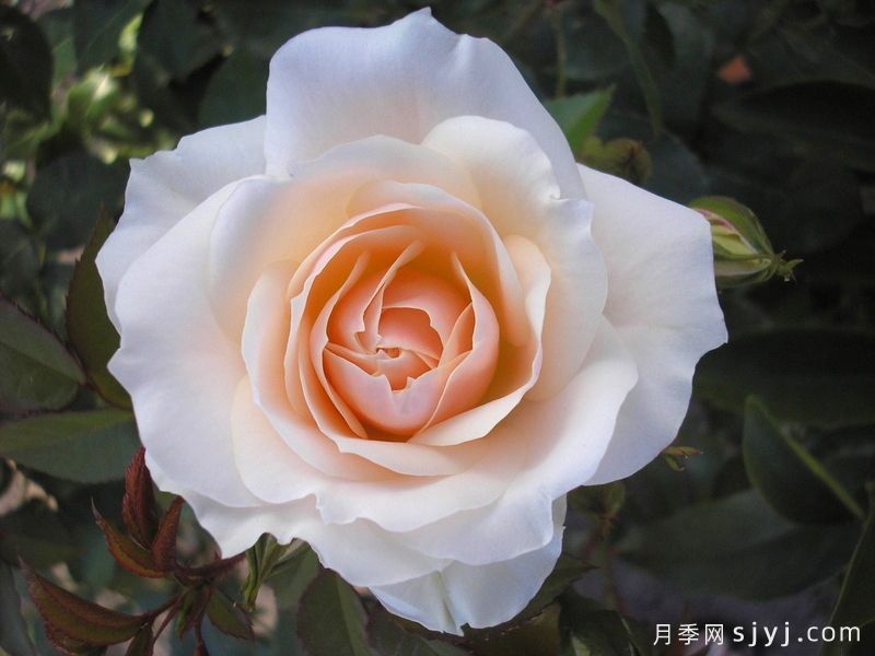 香槟愿望月季/许愿/香槟祝愿Champagne Wishes(图1)