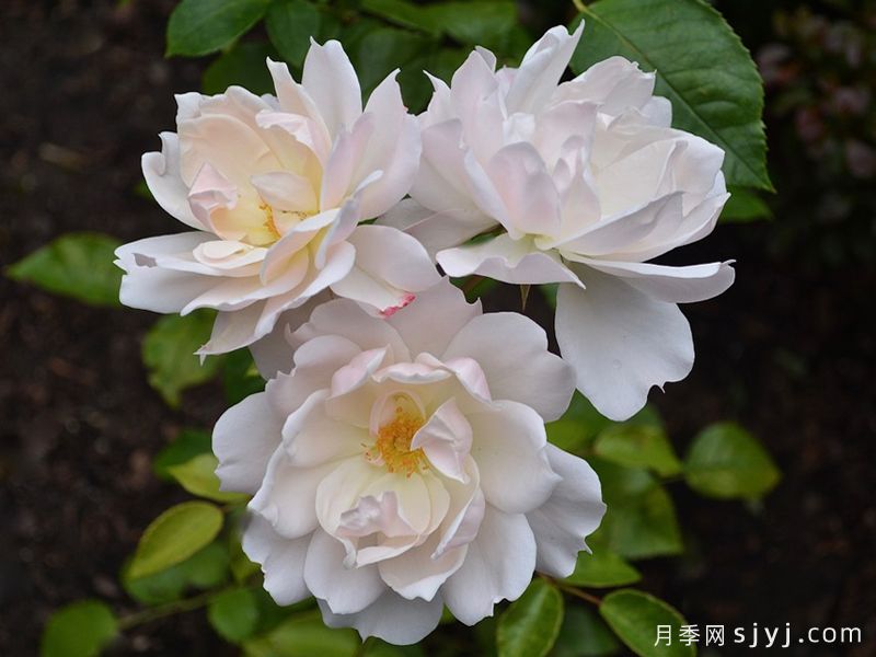 香槟愿望月季/许愿/香槟祝愿Champagne Wishes(图2)