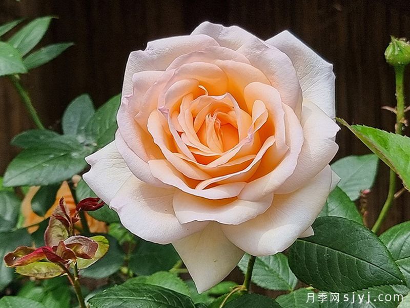 古安拉露丝月季/香槟美酒月季Gruaud Larose(图3)