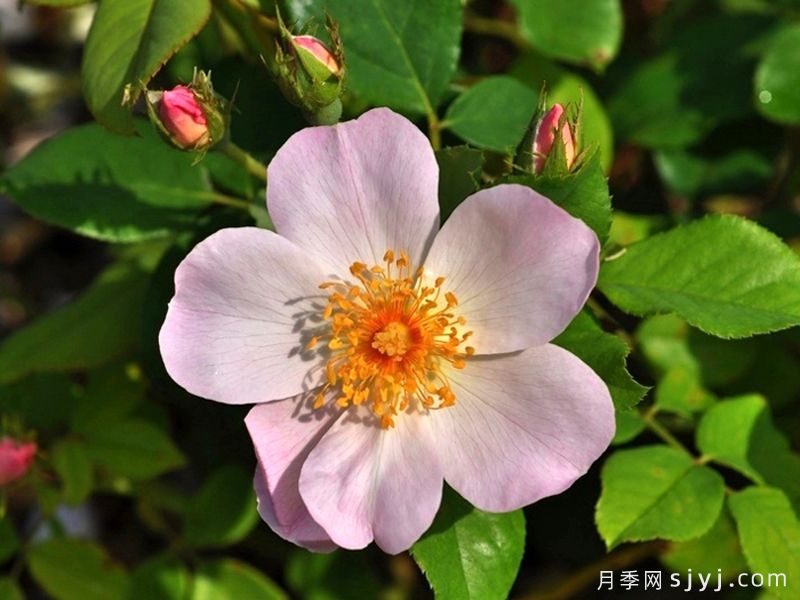 仙女罗瑟琳月季/仙女罗莎琳Heavenly Rosalind(图1)