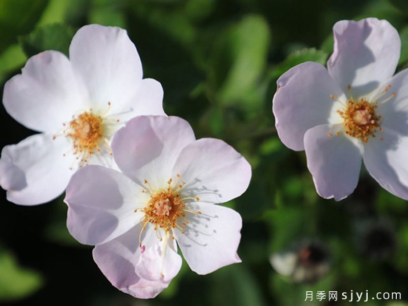 仙女罗瑟琳月季/仙女罗莎琳Heavenly Rosalind(图3)