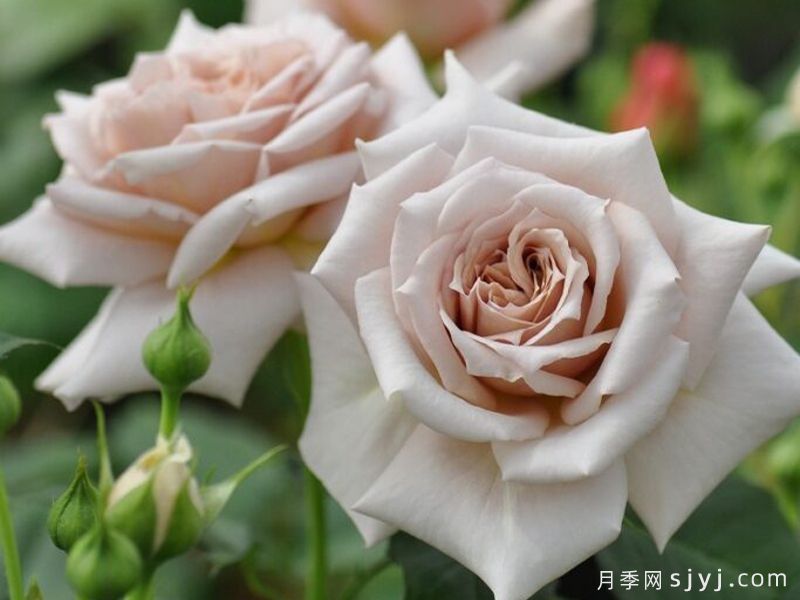 糖衣玫瑰月季/温柔Rose Dragee(图3)