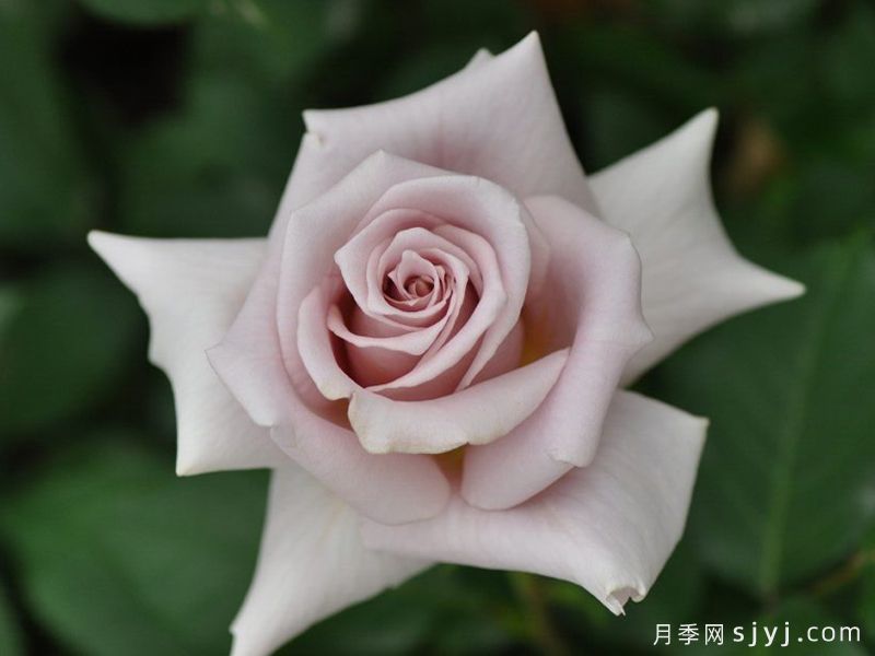 糖衣玫瑰月季/温柔Rose Dragee(图2)