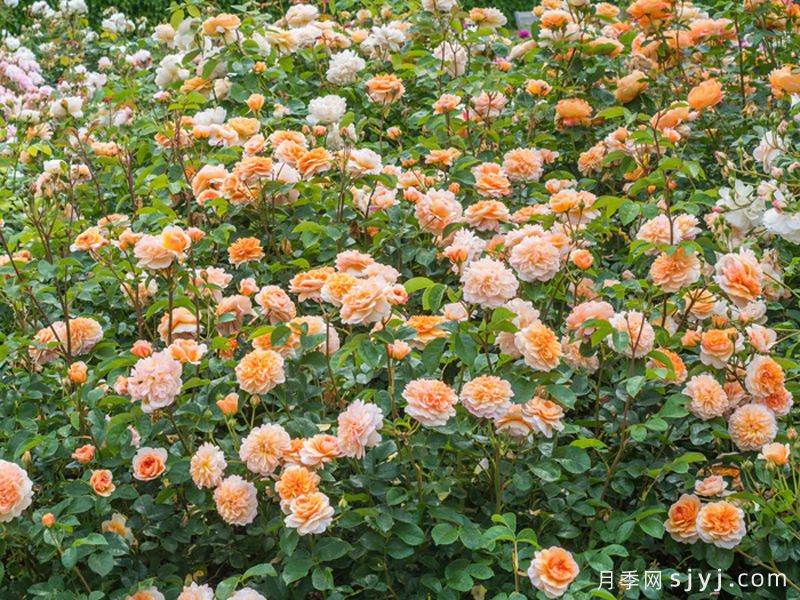 阳光港月季/港口阳光Port Sunlight(图4)