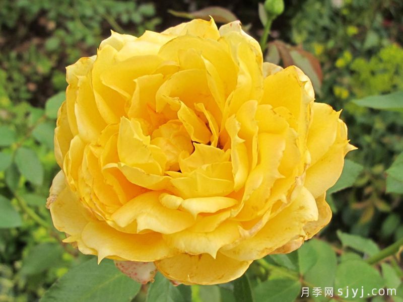 阳光古董月季Sunny Antike(图1) 阳光古董月季Sunny Antike(图1)