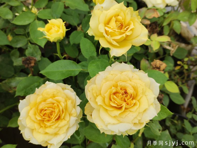 阳光古董月季Sunny Antike(图3) 阳光古董月季Sunny Antike(图3)