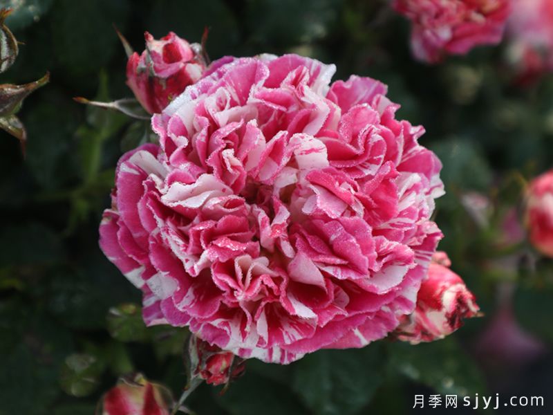 燕脂月季(图2)