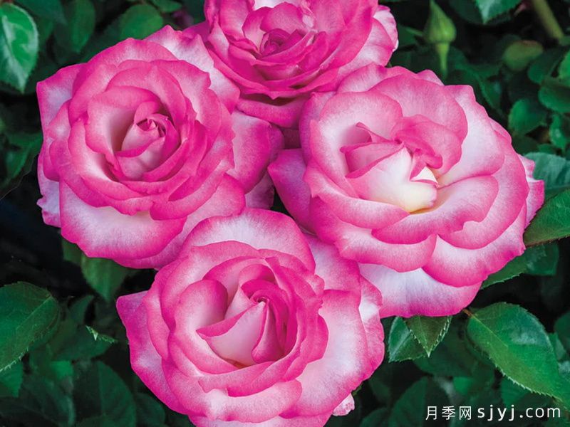 选美小姐月季Miss Congeniality(图4)