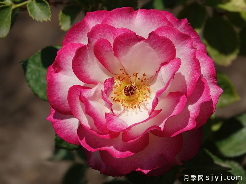 选美小姐月季Miss Congeniality(图2)