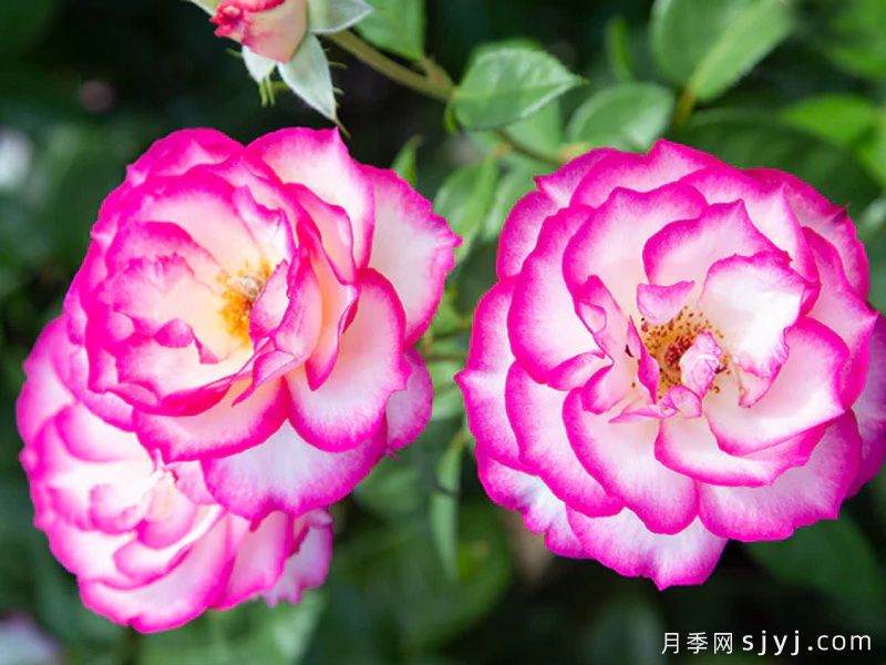 选美小姐月季Miss Congeniality(图3)