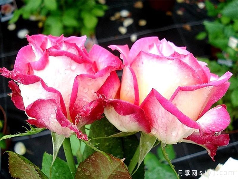 甜蜜尤里卡月季Sweet Eureka(图4)